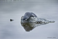 Antarctic Fur Seal Pup on Rock