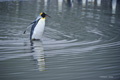 King Penguin Wading in Freshwater Pool