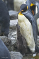 King Penguin and Chick