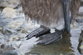 King Penguin Chick Feet