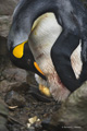 King Penguin Checking Incubating Egg