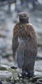 Older King Penguin Chick (Oakum Boy)