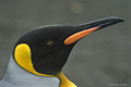 King Penguin