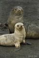 Leucistic (Blond) Antarctic Fur Seal Pup with Parent