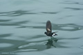 Wilson's Storm Petrel