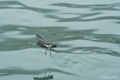 Wilson's Storm Petrel