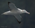 Wandering Albatross