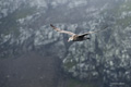 Northern Giant Petrel in Flight