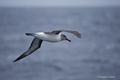 Gray-Headed Albatross