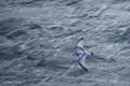 Antarctic Prion