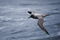 Light-Mantled Sooty Albatross in Flight