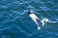 Commerson's Dolphins