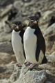 Rockhopper Penguins