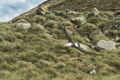 Black-Browed Albatross in Flight