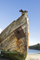 Striated Caracara (Johnny Rook) on Shipwreck