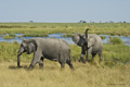 African Elephant