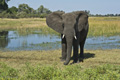 African Elephant