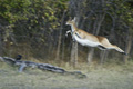 Red Lechwe Leaping