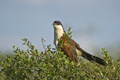 Senegal Coucal