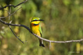 Little Bee-Eater