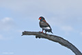 Bateleur