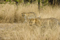 Leopard (Female and Male Meeting)