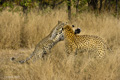 Leopard (Female Greets Male)