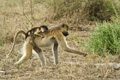 Chacma Baboon