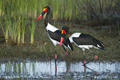 Saddle-Billed Stork