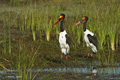 Saddle-Billed Stork