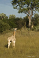 Southern Giraffe (Juvenile)