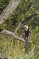 Red-Billed Hornbill