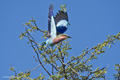 Lilac-Breasted Roller