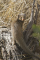 Dwarf Mongoose