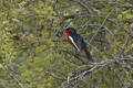 Crimson-Breasted Gonolek (Shrike)