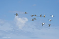 African Sacred Ibis