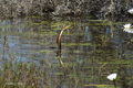 African Darter