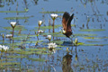 African Jacana