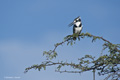 Pied Kingfisher