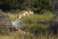 Greater Kudu