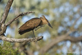 Hamerkop