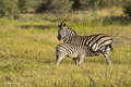 Plains (Burchell’s) Zebra