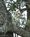 Vervet Monkey