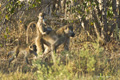 Chacma Baboon