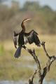 African Darter