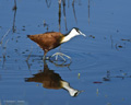 African Jacana