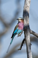 Lilac-Breasted Roller