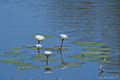 Water Lillies