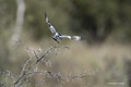 Pied Kingfisher