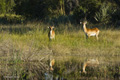 Red Lechwe